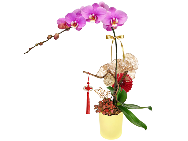 兰花 - 农历新年贺年兰花 N4  - CRO20105A4 Photo